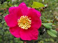 Rosa pinetorum