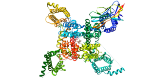 SCN1A Protein-coding gene in the species Homo sapiens