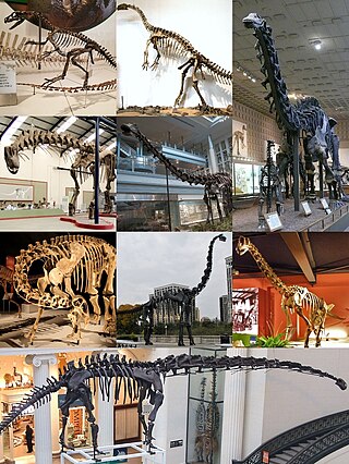 <span class="mw-page-title-main">Sauropodomorpha</span> Extinct clade of dinosaurs