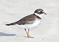 Semipalmated plover (C. semipalmatus)