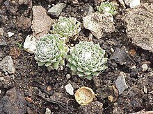 Sempervivum arachnoideum tomentosum1.jpg