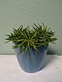 Senecio barbertonicus als Zierpflanze