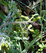 Senecio vulgaris Type species