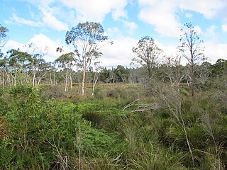 Stingray Swamp Flora Reserve Protected area in New South Wales, Australia