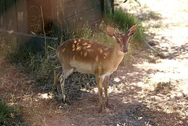 Суни (Neotragus moschatus)