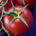 Tomate mit gelbem Blütenkelch / tomato with yellow corona