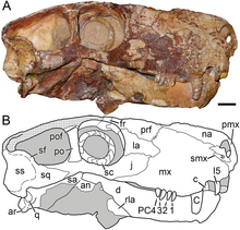 Photographie et schéma du crâne holotype.