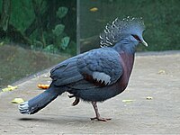 ‏ Goura victoria (Victoria crowned pigeon), יונת הכתר ויקטוריה