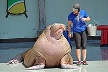 Trained walrus in captivity at Marineland