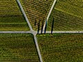 #7 Weinstöcke auf der Weininsel bei Sommerach