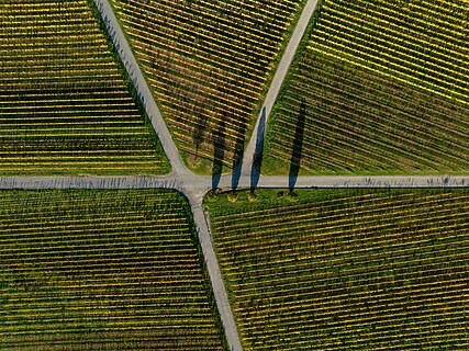 Vines on the wine island near Sommerach