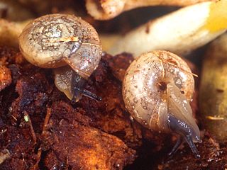 <i>Zonitoides arboreus</i> Species of gastropod