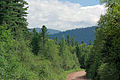 Forest with scattered specimens, Amgu river valley, Terney, Sikhote-Alin, Russia