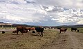 Image 20Cattle near the Bruneau River in Elko County (from Nevada)