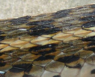 <span class="mw-page-title-main">Keeled scales</span> Reptile scales with ridges