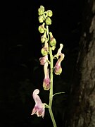 Aconitum pterocaule