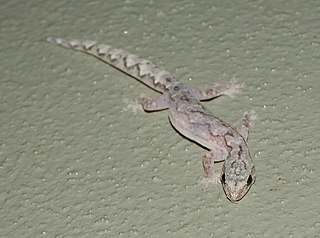 <i>Amalosia jacovae</i> Species of lizard