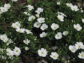 <i>Arenaria montana</i> Species of flowering plant