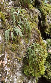 Green spleenwort in its native habitat in Germany Asplenium viride 280208.jpg