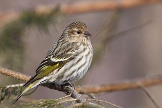 <span class="mw-page-title-main">Pine siskin</span> Species of bird