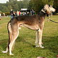 Saluki