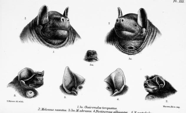 Example of a gular-thoracic gland in a black bonneted bat[4]