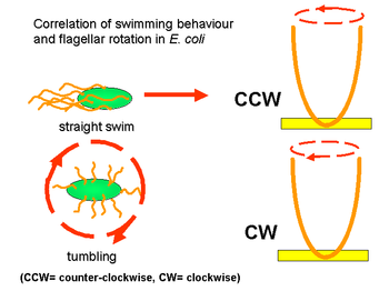 Correlation of swimming behaviour and flagellar rotation