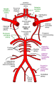 The arterial circle and arteries of the brain (inferior view). The anterior cerebral arteries (top of figure) arise from the trifurcations of the internal carotid arteries.