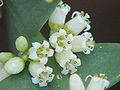 Кветкі Colletia cruciata