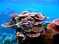 Corals on Flynn Reef