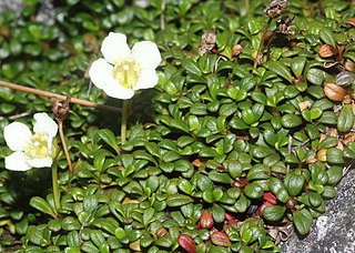 <i>Diapensia lapponica</i> Species of flowering plant