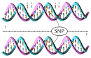 DNA molecule 1 differs from DNA molecule 2 at a single base pair location, called a single-nucleotide polymorphism (a SNP mutation)