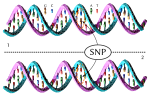 Thumbnail for Single-nucleotide polymorphism