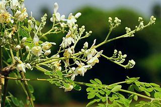 <i>Moringa oleifera</i> Species of flowering tree