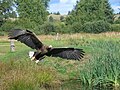 White-tailed sea eagle Haliaeetus albicilla havørn