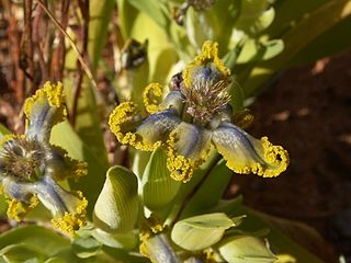 <i>Ferraria</i> Genus of flowering plants