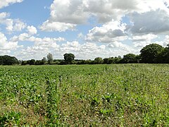 Field of sugarbeet at Stansfield - geograph.org.uk - 4635657.jpg