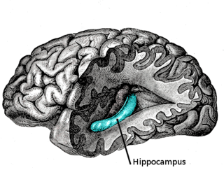 <span class="mw-page-title-main">Hippocampus anatomy</span>