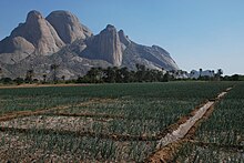 Onion fields in Kassala Kassala onion Totil.jpg