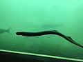 Pacific lamprey attached to glass