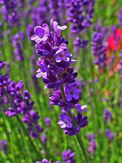 Tikroji levanda (Lavandula angustifolia)