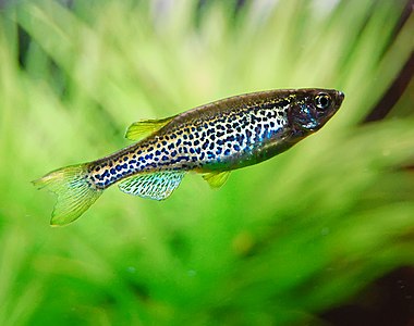 Un danio léopard dans son aquarium.