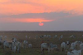 Tropska savanska klima (Aw), Los Llanos