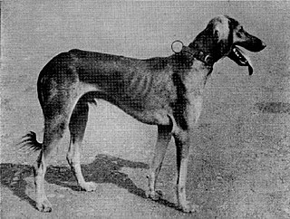 <span class="mw-page-title-main">Mahratta Hound</span> Dog breed