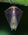 * Kandidimi: [edit] Mature pupa of Euthalia aconthea (Common Baron) - Ventral view. By User:Sarpitabose --Atudu 14:34, 18 September 2024 (UTC) * * Kërkohet vlerësim