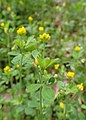 Medicago polymorpha