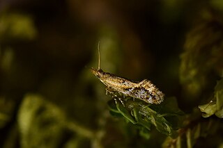 <i>Mnesarchaea paracosma</i> Moth species in family Mnesarchaeidae