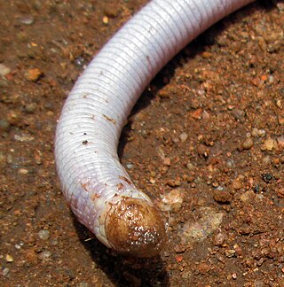 <i>Monopeltis capensis</i> Species of amphisbaenian