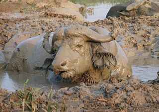 <span class="mw-page-title-main">Wallowing</span> Bathing in mud, water or snow