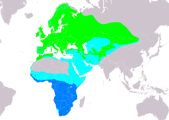 Distribución de Muscicapa striata